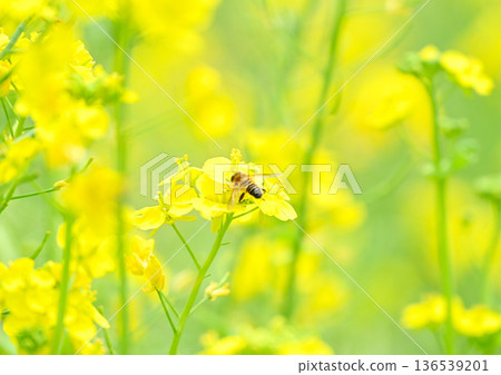 春天，一隻蜜蜂停在盛開的油菜花上。 136539201