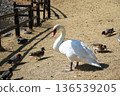 Mute swans at Lake Shidaka 136539205