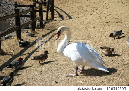 Mute swans at Lake Shidaka 136539205