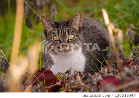 A cat sitting on fallen leaves and looking at you A cat sitting on fallen leaves and looking at you 136539347