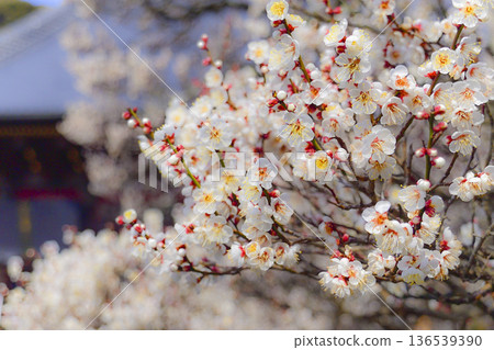 成田山公園的白梅花 成田山公園的白梅花 136539390
