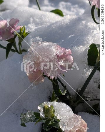 雪上漂浮的花朵，鈴蘭，雪景 136539426