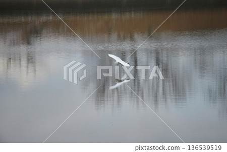 冬日公園池塘裡的一隻蒼鷺 冬日公園池塘裡的一隻蒼鷺 136539519