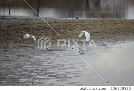 冬日公園池塘裡的一隻蒼鷺 冬日公園池塘裡的一隻蒼鷺 136539520