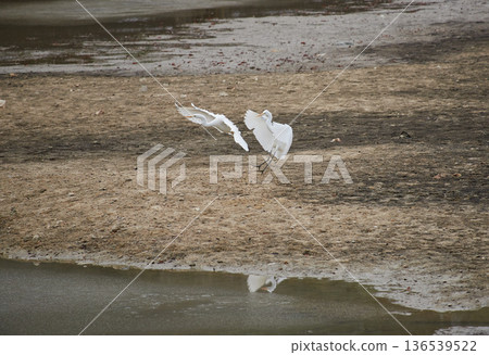 冬日公園池塘裡的一隻蒼鷺 冬日公園池塘裡的一隻蒼鷺 136539522