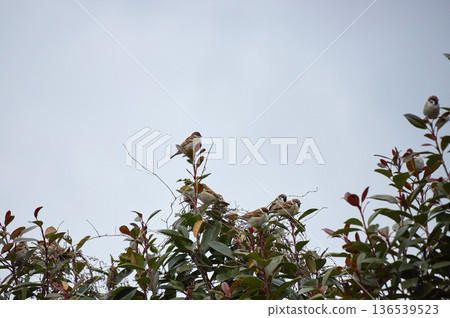 冬日公園裡,一隻可愛的小麻雀停在枯樹枝上。 冬日公園裡,一隻可愛的小麻雀停在枯樹枝上。 136539523