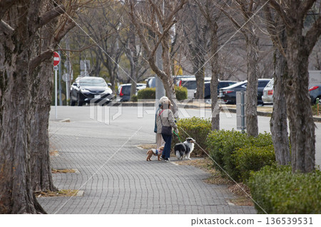 A middle-aged woman walking her dog in a winter park A middle-aged woman walking her dog in a winter park 136539531