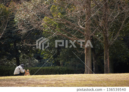 A senior woman walking her dog in the park on a winter morning 136539540