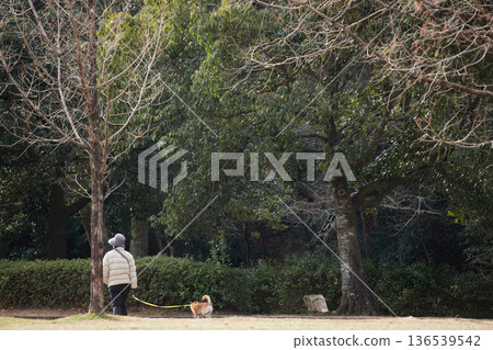 A senior woman walking her dog in the park on a winter morning 136539542