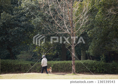 A senior woman walking her dog in the park on a winter morning 136539543