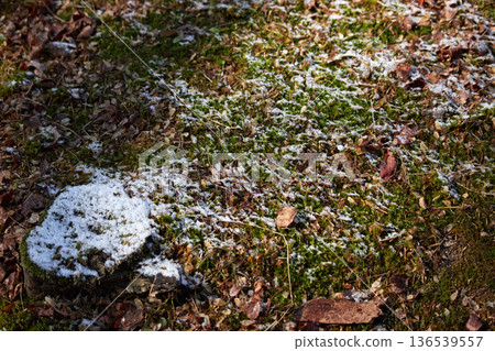 Moss and snow on the ground in a park on a winter morning 136539557