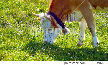 一頭正在吃草的母牛，脖子上掛著一個大牛鈴。 136539668