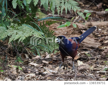 The facial expression of the Blue Jay | The natural behavior of a species endemic to Amami The facial expression of the Blue Jay | The natural behavior of a species endemic to Amami 136539731