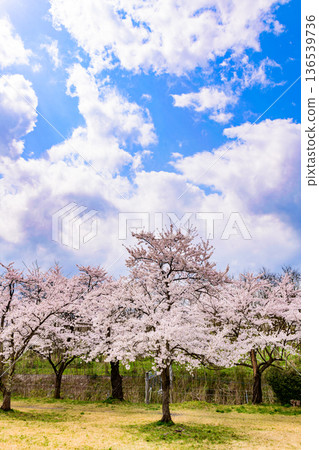 木吉紀念館前的櫻花公園 136539736