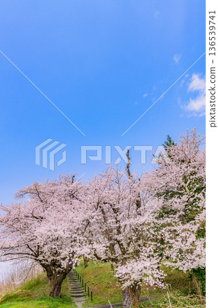 木吉紀念館前的櫻花公園 136539741