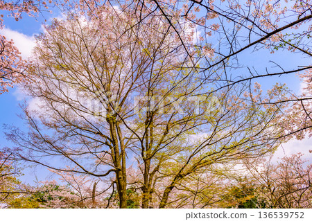 Cherry blossom park in front of the Mokichi Memorial Hall 136539752