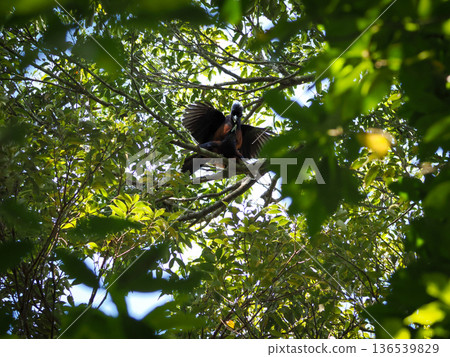 藍松鴉的求偶展示 | 展翅求偶行為 136539829