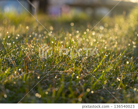水滴閃耀的田野風景 136540023