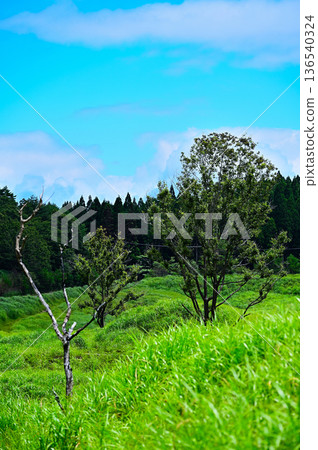 A tree standing on the grassland 136540324