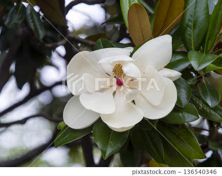 白色Taisangbok花 白色Taisangbok花 136540346