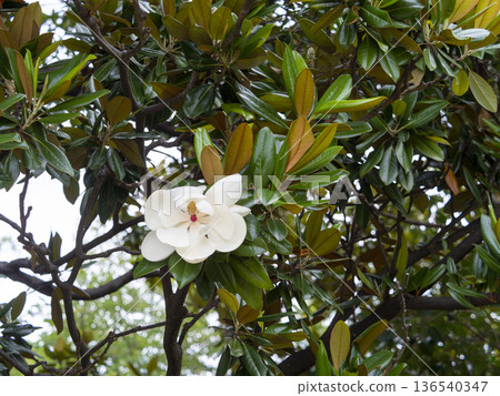 白色Taisangbok花 白色Taisangbok花 136540347
