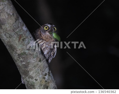 Ryukyu Scops Owl parenting | Feeding behavior Ryukyu Scops Owl parenting | Feeding behavior 136540362