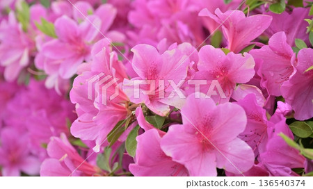 azalea with raindrops azalea with raindrops 136540374