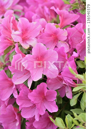 杜鵑花與雨滴 136540379