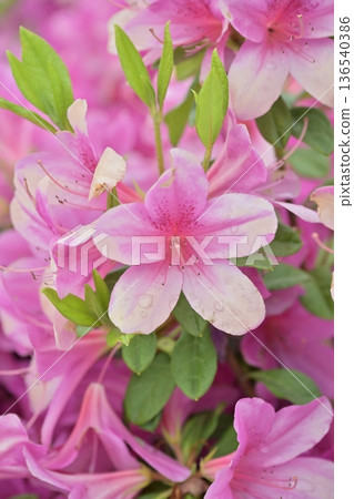 杜鵑花與雨滴 杜鵑花與雨滴 136540386