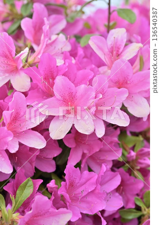 azalea with raindrops azalea with raindrops 136540387