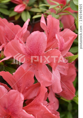 杜鵑花與雨滴 杜鵑花與雨滴 136540405