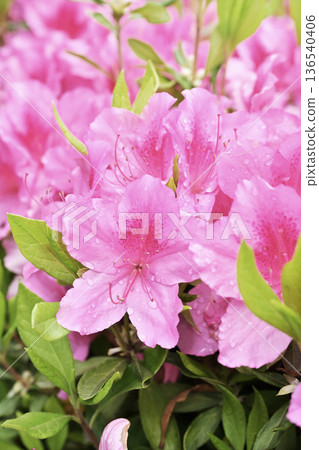 杜鵑花與雨滴 杜鵑花與雨滴 136540406