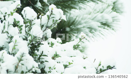 花園裡白雪皚皚的樹木 136540562