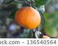 Mandarin orange seedlings 136540564