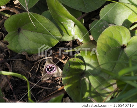 Flowers of canned omelet 136540719