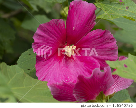 Bright pink Hibiscus sieboldii 136540786