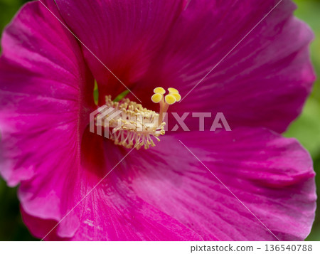 Bright pink Hibiscus sieboldii 136540788