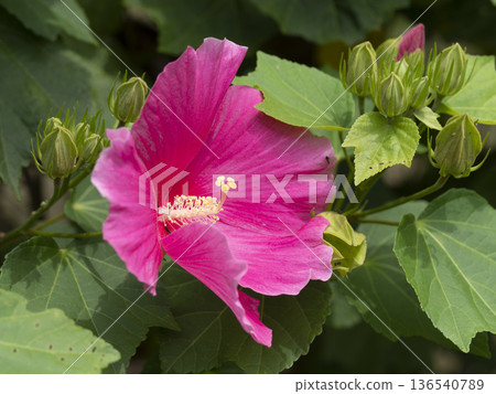 亮粉色西博芙蓉 136540789