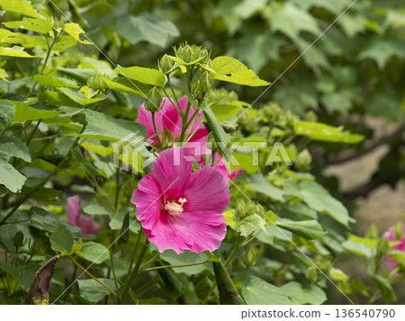 亮粉色西博芙蓉 136540790