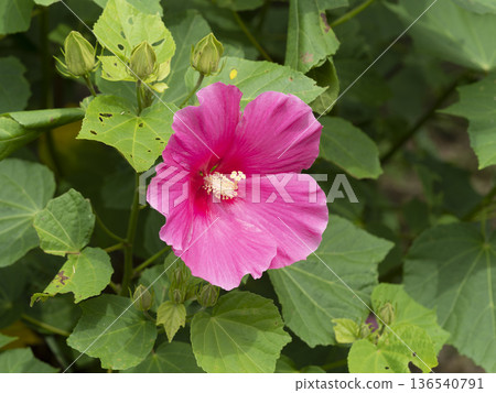 Bright pink Hibiscus sieboldii 136540791
