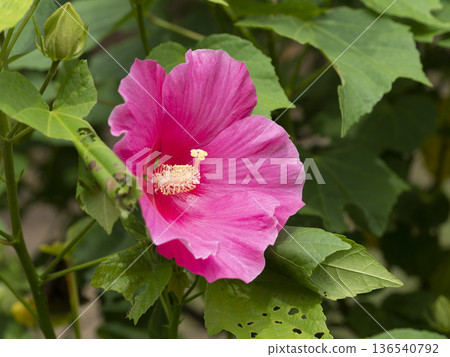 亮粉色西博芙蓉 136540792