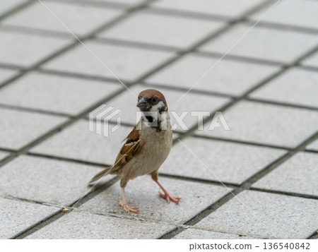 Sparrows gathering in the park Sparrows gathering in the park 136540842