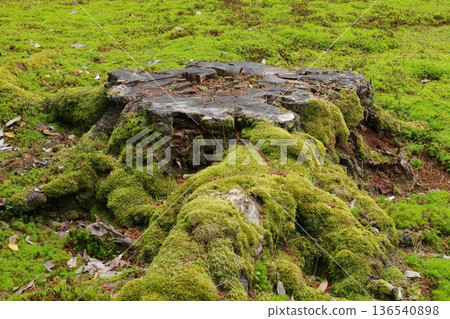 Mossy stump 136540898