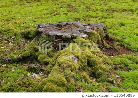 Mossy stump 136540899