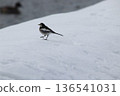 White wagtail walking on the snow 136541031