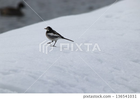 白鶺鴒在雪地上行走 136541031