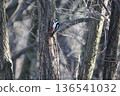 Great spotted woodpecker looking for food 136541032