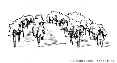 Vineyard scenery landscapes with rows of grapevines in perspective. Hand drawn ink vector illustration for travel brochures, tourism branding, food design, environmental projects, farmers market. 136541075