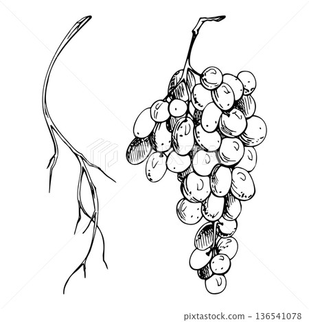 Ink grape cluster drawing with natural shading and vineyard feel, naked branch. Isolated botanical artwork for wine branding, restaurant menus, posters, eco packaging and countryside lifestyle design. Ink grape cluster drawing with natural shading and vineyard feel, naked branch. Isolated botanical artwork for wine branding, restaurant menus, posters, eco packaging and countryside lifestyle design. 136541078