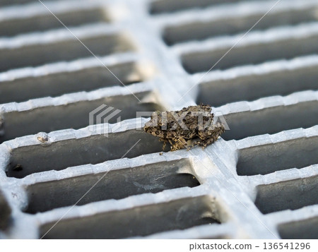A frog resting on a drain cover A frog resting on a drain cover 136541296
